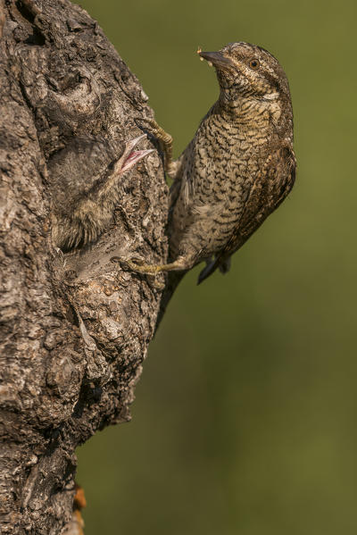 Eurasian Wryneck with cue, Trentino Alto-Adige, Italy