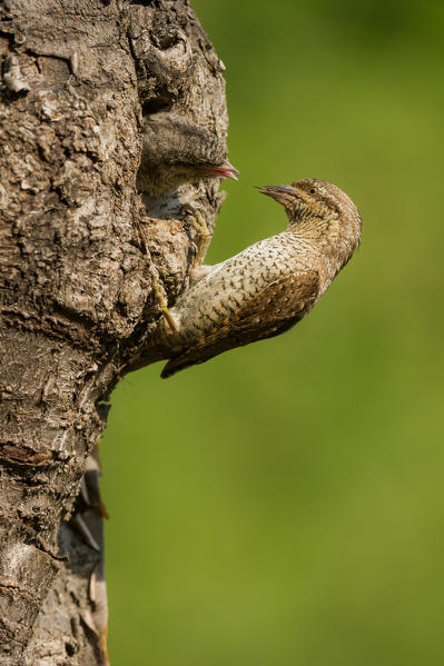 Eurasian Wryneck with cue, Trentino Alto-Adige, Italy
