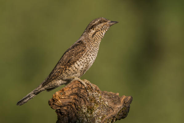 Eurasian Wryneck on the branch, Trentino Alto-Adige, Italy