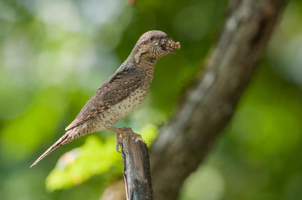 Eurasian Wryneck on the branch with cue, Trentino Alto-Adige, Italy