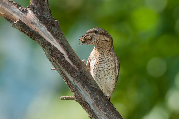 Eurasian Wryneck on the branch with cue, Trentino Alto-Adige, Italy