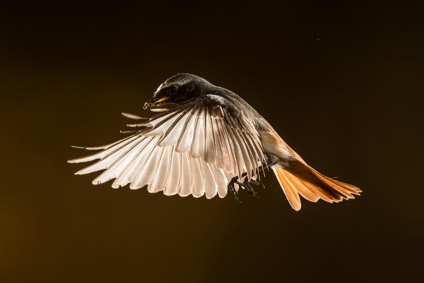 Redstart in flight backlit, Trentino Alto-Adige, Italy