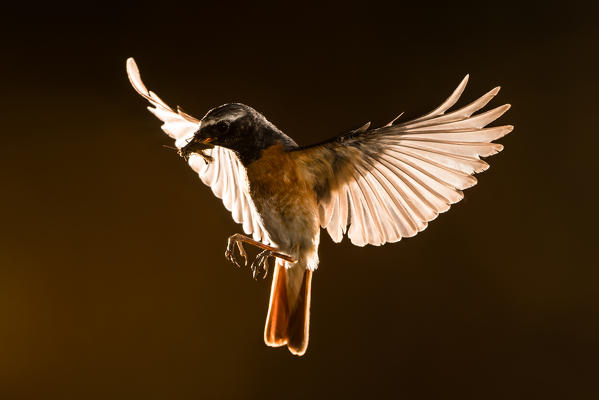 Redstart in flight backlit, Trentino Alto-Adige, Italy