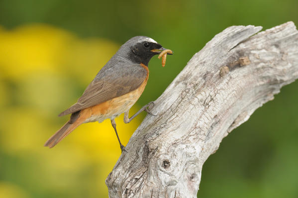 Male redstart with prey, Trentino Alto-Adige, Italy