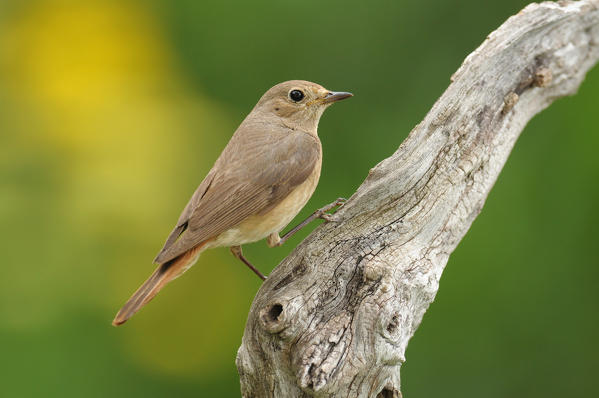 Female redstart, Trentino Alto-Adige, Italy