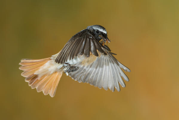 Male redstart in flight with prey, Trentino Alto-Adige, Italy