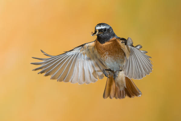 Male redstart in flight with prey, Trentino Alto-Adige, Italy
