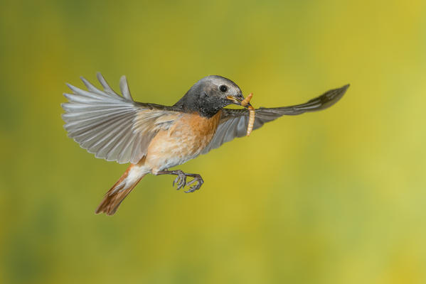 Female redstart in flight with prey, Trentino Alto-Adige, Italy
