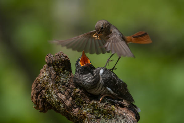 Redstart female cue the cuckoo, Trentino Alto-Adige, Italy
