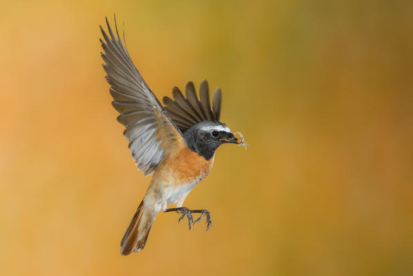 Male redstart in flight with prey, Trentino Alto-Adige, Italy