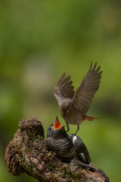 Redstart female cue the cuckoo, Trentino Alto-Adige, Italy