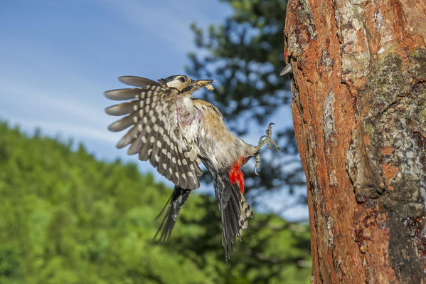 Dendrocopos majoron in flight with cue, Trentino Alto-Adige, Italy