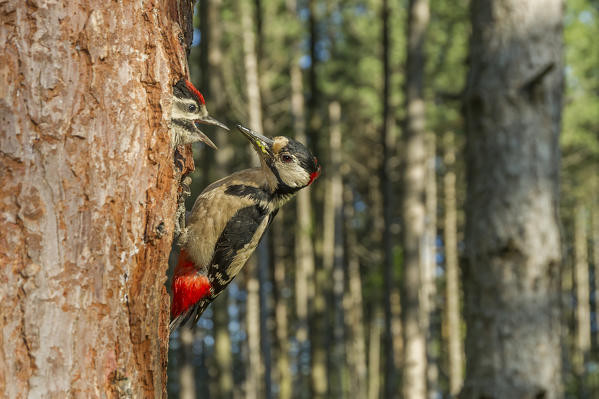 Great spotted woodpecker with cue, Trentino Alto-Adige, Italy