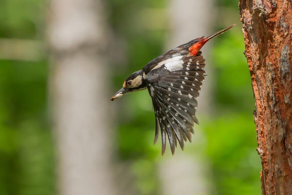 Great spotted woodpecker in flyght, Trentino Alto-Adige, Italy