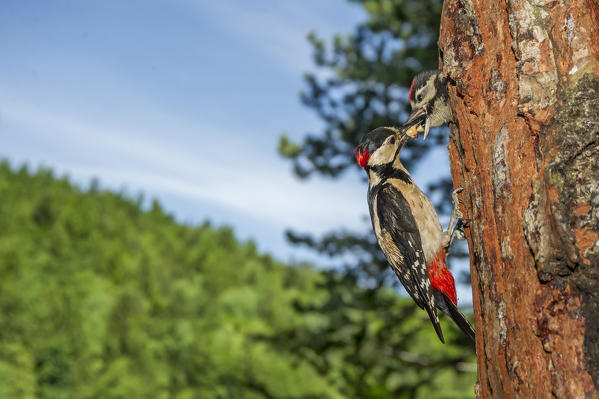 Great spotted woodpecker with cue, Trentino Alto-Adige, Italy
