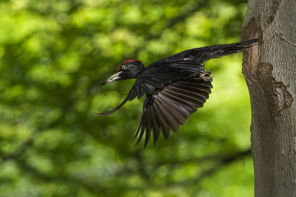 black woodpecker in flight, Trentino Alto-Adige, Italy
