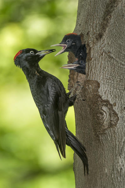 black woodpecker with cue, Trentino Alto-Adige, Italy