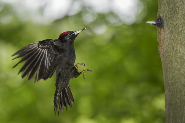 black woodpecker in flight, Trentino Alto-Adige, Italy
