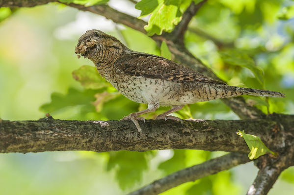 Eurasian Wryneck with cue, Trentino Alto-Adige, Italy