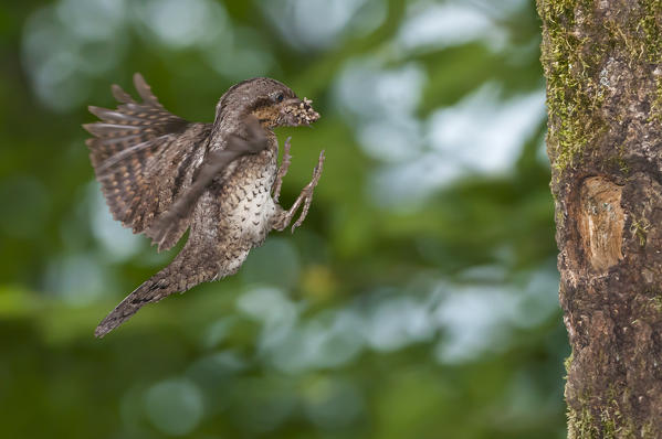 Eurasian Wryneck in flight, Trentino Alto-Adige, Italy