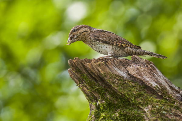 Eurasian Wryneck with cue, Trentino Alto-Adige, Italy
