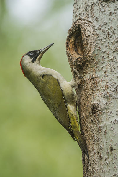 Green woodpecker with cue, Trentino Alto-Adige, Italy