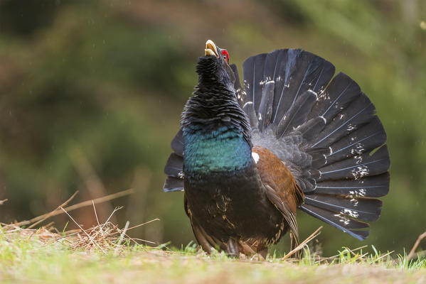 western capercaillie, Trentino Alto-Adige, Italy