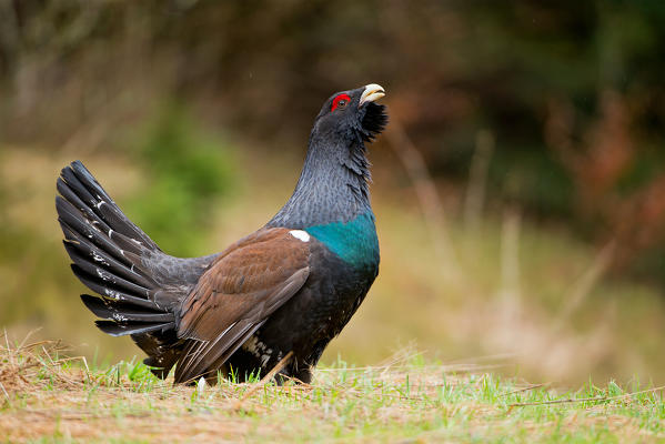 western capercaillie, Trentino Alto-Adige, Italy