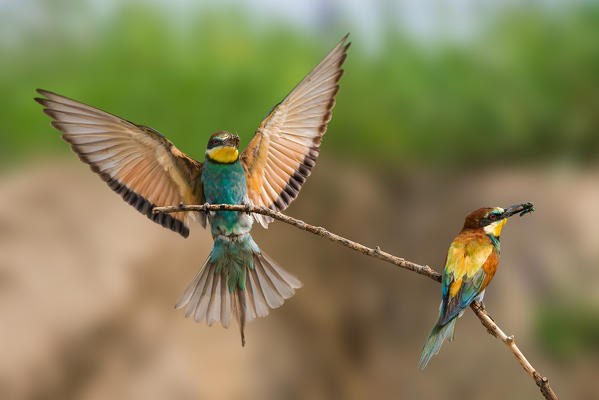 bee-eater in flight with prey, Trentino Alto-Adige, Italy