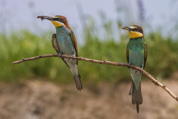 Bee-eaters, Trentino Alto-Adige, Italy