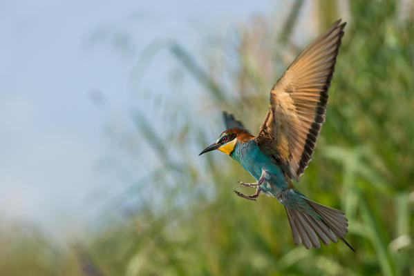 bee-eater in flight with prey, Trentino Alto-Adige, Italy
