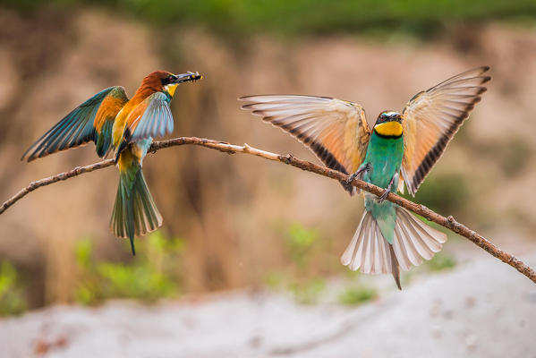 Bee-eater, Trentino Alto-Adige, Italy