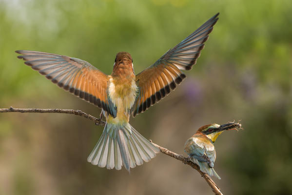 bee-eater in flight with prey, Trentino Alto-Adige, Italy