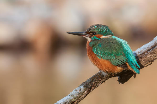 kingfisher, Trentino Alto-Adige, Italy