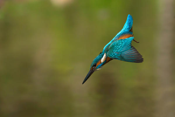 kingfisher in flight, Trentino Alto-Adige, Italy
