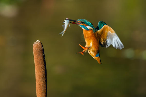 Kingfisher, Trentino Alto-Adige, Italy