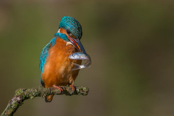 Kingfisher, Trentino Alto-Adige, Italy