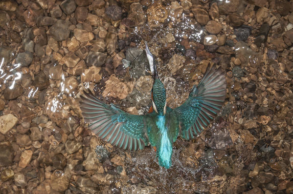 Kingfisher, Trentino Alto-Adige, Italy