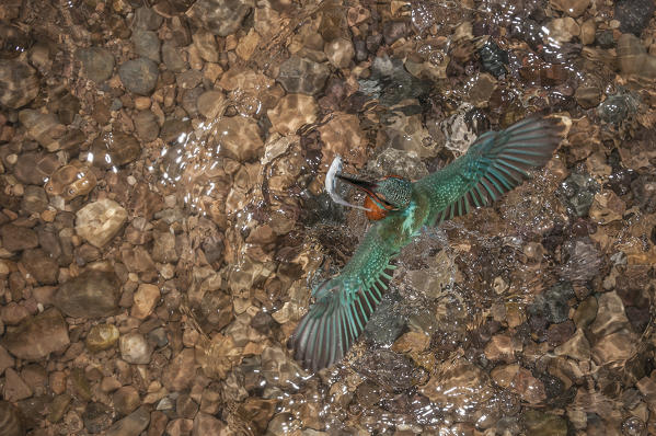 kingfisher, Trentino Alto-Adige, Italy
