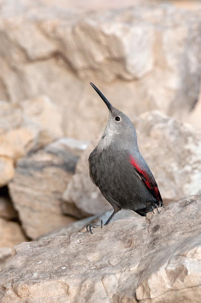 wallcreeper singing, Trentino Alto-Adige, Italy