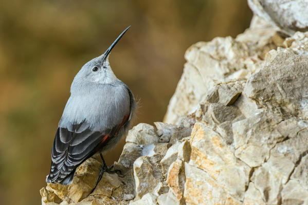 Wallcreeper, Trentino Alto-Adige, Italy