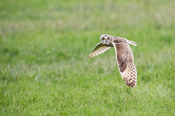 Parma,Emilia Romagna,Italy
A short-eared owl photographed in flight in the Parma countryside