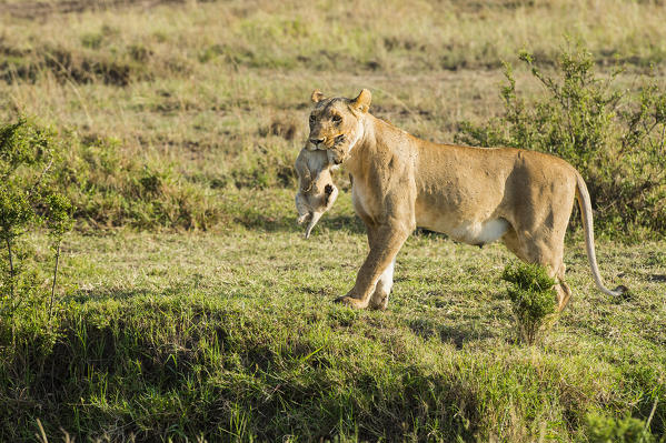 Masai Mara Park, Kenya, Africa
Lioness with cub in mouth photographed in the Masai mara