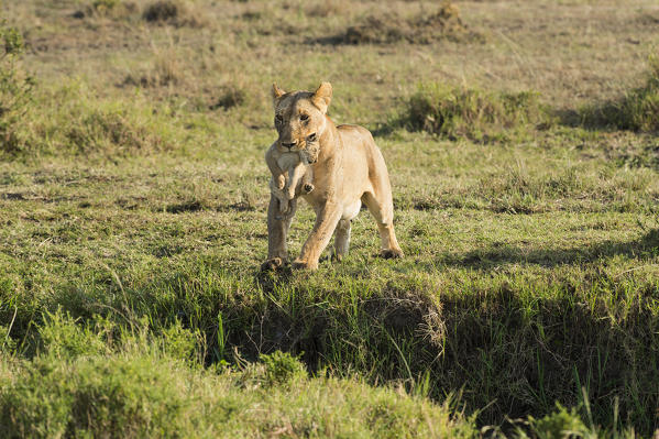 Masai Mara Park, Kenya, Africa
Lioness jumping a ditch with the pup in her mouth photographed in the Masai mara