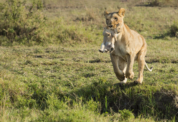 Masai Mara Park, Kenya, Africa
Lioness jumping a ditch with the pup in her mouth photographed in the Masai mara