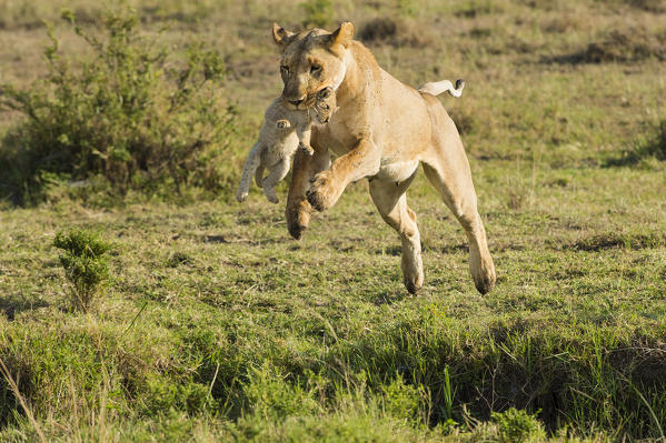 Masai Mara Park, Kenya, Africa
Lioness jumping a ditch with the pup in her mouth photographed in the Masai mara
