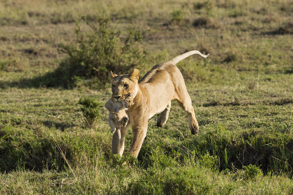 Masai Mara Park, Kenya, Africa
Lioness jumping a ditch with the pup in her mouth photographed in the Masai mara