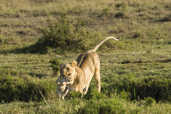 Masai Mara Park, Kenya, Africa
Lioness with cub in mouth photographed in the Masai mara