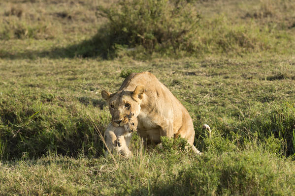 Masai Mara Park, Kenya, Africa
Lioness with cub in mouth photographed in the Masai mara