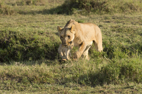 Masai Mara Park, Kenya, Africa
Lioness with cub in mouth photographed in the Masai mara
